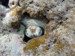 Caribbean Reef Octopus